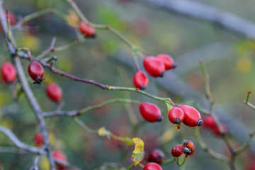 Obraz premium ripe red berries rose hips on a branch