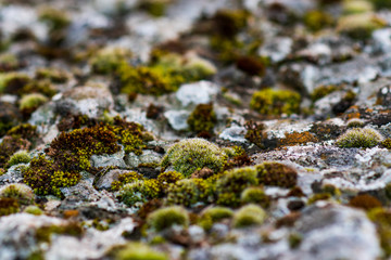Closeup of  moss on stones. selective focus. camouflage background.