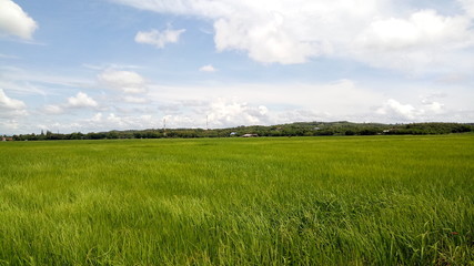 Fototapeta premium green field and blue sky