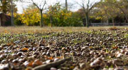 acorn on the ground with leaves