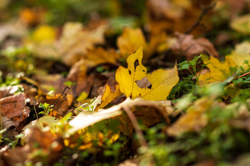 Closeup of yellow autumn leaves covers the ground in autumn day. low point. selective focus.
