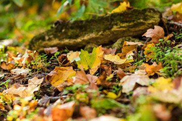 Closeup of yellow autumn leaves covers the ground in autumn day. low point. selective focus.