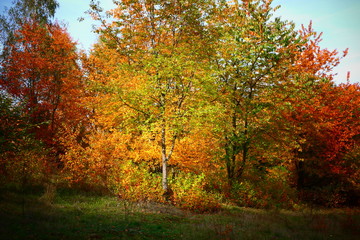 Fototapeta na wymiar Jesienny krajobraz. Kolorowe drzewa. Jesienne liście