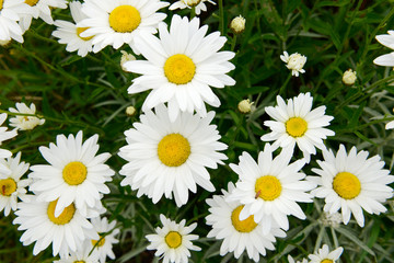 White flower Marguerites flowering  in the nature © Caro
