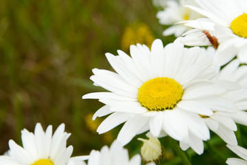 Obraz na płótnie Canvas White flower Marguerites flowering in the nature