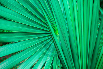 tropical palm leaf and shadow, abstract natural green background