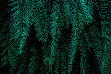 Naklejka na ściany i meble tropical green palm leaf and shadow, abstract natural background, dark tone