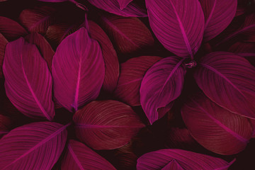Blätter von Spathiphyllum cannifolium, abstrakte bunte Textur, Naturhintergrund, tropisches Blatt © Nabodin