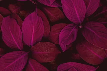 Blätter von Spathiphyllum cannifolium, abstrakte bunte Textur, Naturhintergrund, tropisches Blatt © Nabodin