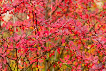 Red berries and leaves on barberry bushes. Autumn rainy day. Bérberis