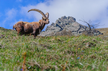 Stambecco delle Alpi, Pian della Mussa