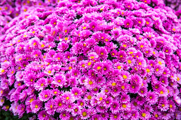 A bouquet of chrysanthemum flowers background pink color in the form of a ball. Floriculture, agriculture, urban improvement