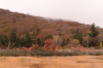 秋田県大沼の紅葉の景色
