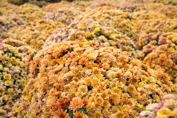 Field waves, composed of chrysanthemum flowers bright yellow cream color. Floriculture, agriculture, and urban landscaping.