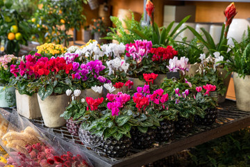 Fototapeta na wymiar Variety of potted cyclamen persicum plants in pink, red, white colors at the greek garden shop in October.
