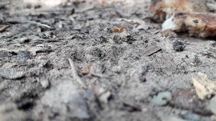 ants in anthill