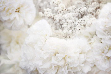 Tender aerial photo like whipped cream of white roses and fluffy flowers in the background. Natural tender light floral background