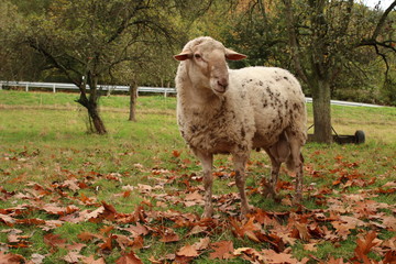 Schaf auf Weide