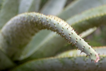 Aloe close-up