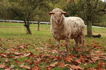 Schaf auf Weide