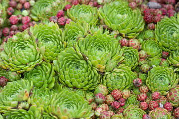 Youngly stone rose and sedum are succulent plants of the family Crassulaceae.