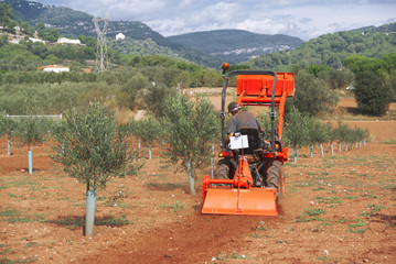 Obraz premium Olive tree cultive in a Mediterranean country. Farmer in a tractor in Spain working for oil agriculture industry. Empty copy space for Editor's text.