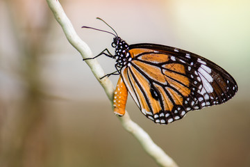butterfly on leaf