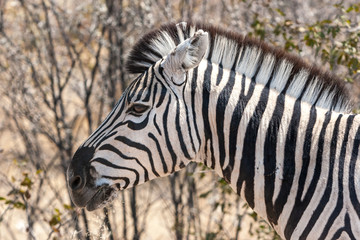 Zebra head close up