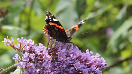 A Red Admiral (Vanessa atalanta) butterfly feeding from a purple butterfly bush.
