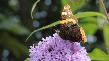 A Red Admiral (Vanessa atalanta) butterfly feeding from a purple butterfly bush.