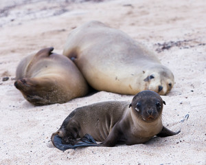 Fototapeta premium Adorable Galapagos baby sea lion seen in closeup staring while lying down on beach, with two adults in soft focus background, Puerto Baquerizo Moreno, San Cristobal, Galapagos, Ecuador
