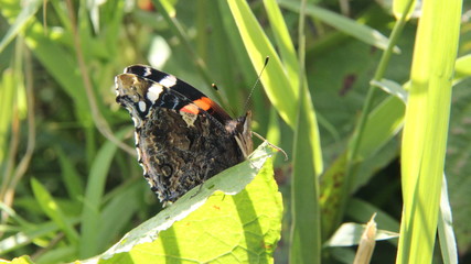 A Red Admiral (Vanessa atalanta) butterfly at rest on a leaf.
