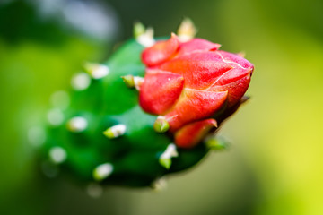 red rose with water drops of dew on green background