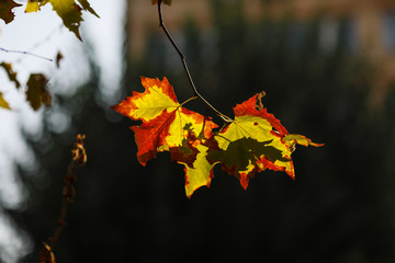 Details with autumn maple tree leaves during a sunny day