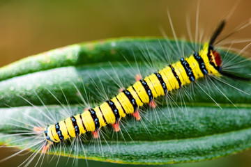 caterpillar on leaf
