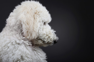 Pudel Welpe im Profil