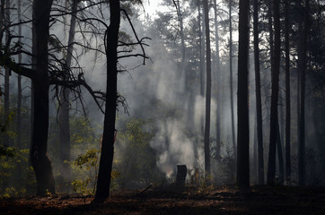 Plakat Fire in the forest. Near Kiev, Ukraine.