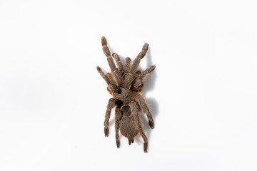 Asian species Tarantula spider Found in Thailand, the scientific name is 