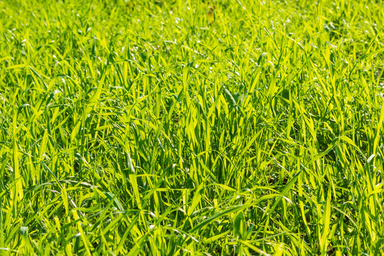 Grünton Bilder Durchsuchen 240 Archivfotos, und Videos