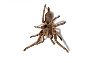 Asian species Tarantula spider Found in Thailand, the scientific name is 