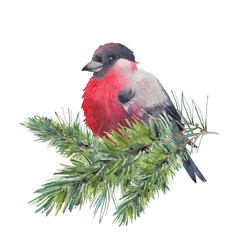 Watercolor Christmas iluustration with bullfinch. Isolated winter artwork: finch bird and Christmas tree spruce. Clip art for greeting design