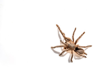 Asian species Tarantula spider Found in Thailand, the scientific name is 