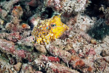 Spotted yellow boxfish (Ostracion Cubicus). Underwater photography.