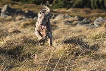 Weimaraner running in the grass
