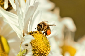 A Western Honey Bee (Apis mellifera) feeding from/pollinating a daisy.