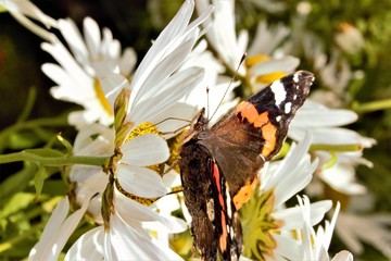 A Red Admiral (Vanessa atalanta) butterfly feeding from a daisy.