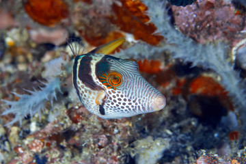 Naklejka na ściany i meble Black Saddled Pufferfish or Toby. Philippines, underwater photography.