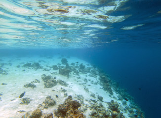 Fototapeta na wymiar Tropical underwater Reef view shot of reef with fishes