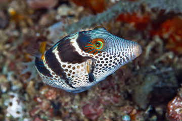 Black Saddled Pufferfish or Toby. Philippines, underwater photography. © Alexei Alekhin