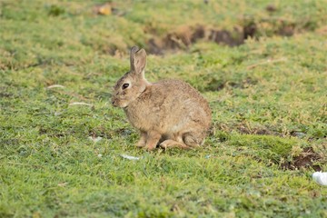 A European Rabbit (Oryctolagus cuniculus) on a patch of grass.